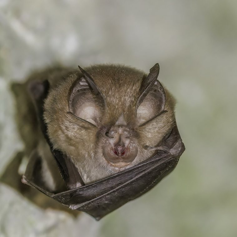 A horseshoe bat